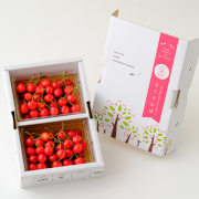 朝摘み佐藤錦2L玉600g（300g×2パック）※他品番との同時購入不可【お届け時期：6月中旬～下旬】