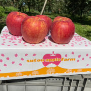 完熟葉取らずサンふじ3kg（他品番との同時購入不可）【 販売期間:1月下旬頃まで】