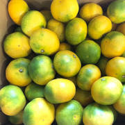 【訳あり】 極早生みかん 3kg【出荷時期：10月上旬より順次】