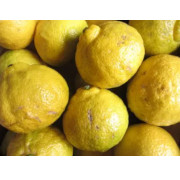 【訳あり】 はるか　3kg（他商品との同時購入不可）【出荷時期：1月中旬より順次】