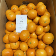 【訳あり】『3つの太陽』を浴びて育つ、温州みかん　宮川早生5kg（他商品との同時購入不可）【出荷時期：11月下旬より】