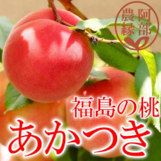 福島の完熟もも　あかつき２ｋｇ　ギフト用（他品番との同時注文不可）【出荷時期：7月下旬より / 販売期間：8月中旬頃まで】