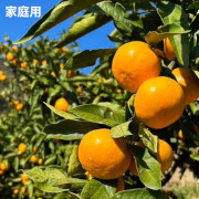 【家庭用】甘味と酸味のバランスの良い旬のちえみかん　早生３㌔（他品番との同時購入不可）【出荷時期：11月中旬より順次】