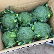 『朝採り』葉っぱ、茎も食べられるブロッコリー