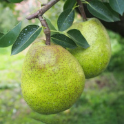 農薬節減!! [特秀]こだわりラフランス 2kg 6〜7玉 ギフトにも　(他品番との同時注文不可）【出荷時期：１０月下旬より順次