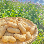 落花生（生）おおまさりネオ1kg（他品番との同時注文不可）【出荷時期：9月中旬より順次 / 販売期間：10月20日頃まで】